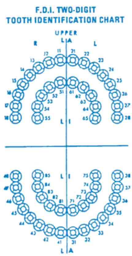 CDT Dental Procedure Codes - CDTDentalCodes.com